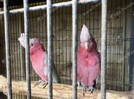 Proven breeding pair galah cockatoos