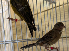 Stunning miniature Raza canary pair