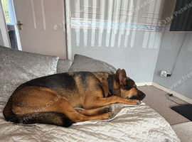 German shepherd working lines