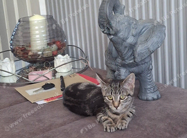 Kitten