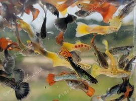 Mix guppies + endlers