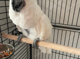 Tame and talkative umbrella cockatoo