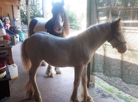 mare and foal