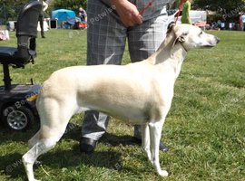 Whippet puppies