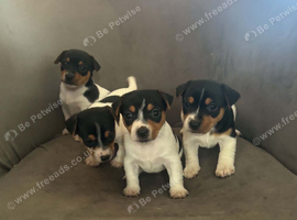 Jack Russell puppies
