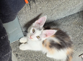 TICA REGISTERED STUNNING KITTENS