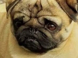 Mate my Pug.
