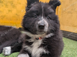 Swiss shepherd x husky x collie pups