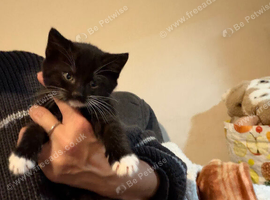 Last girl kitten left