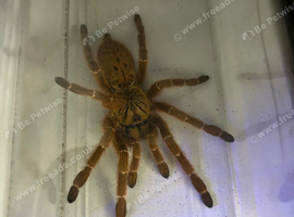 Female OBT (rcf) for Sale x 2