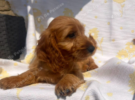 Cockerpoo puppies