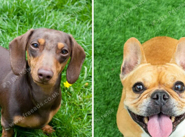 Wanted miniature dachshund or French bulldog