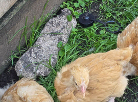 Young male cockerel for sale