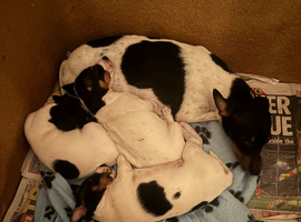 Jack Russell pups