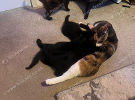 4 stunning kittens