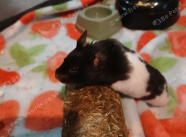 Female Syrian Hamster with Cage &pound;40