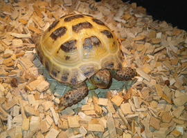 Male Horsefield tortoise for sale