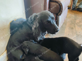 Cocker spaniel x Labrador