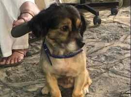 Puppy to a good home