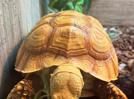 Sulcata (True Ivory)