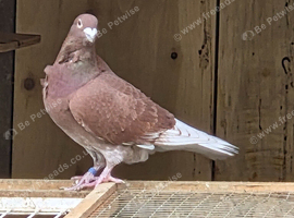 pigeons with flowers