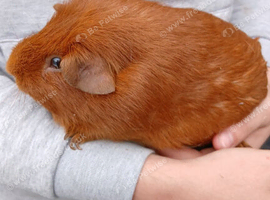 Guinea pig for sale