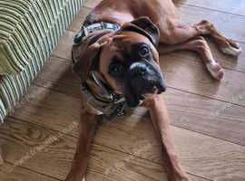Boxer stud