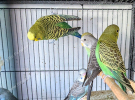 Many black wing budgies