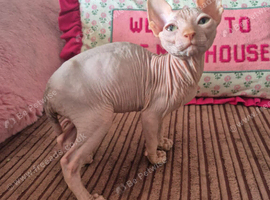 Male pink sphinx