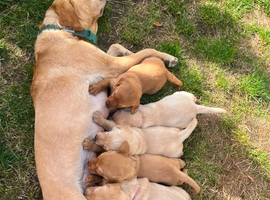 Gorgeous Labrador Puppies