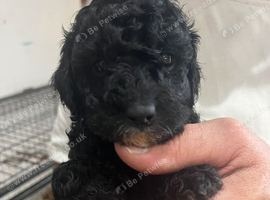Cavapoo x poodle puppies available