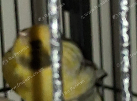 Young hen border canary