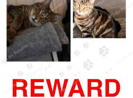 Missing