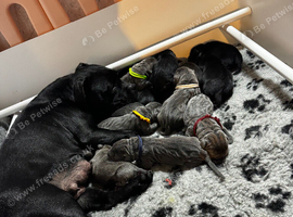 Health tested, quailty cane corso