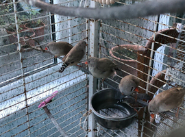 4 female zebra finches for sale