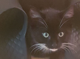 Cute black n white kitten