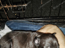 Staffy cross