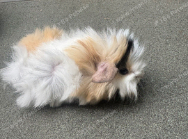 Baby male Guinea pg