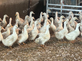 Female White Cambell laying Ducks &hellip;