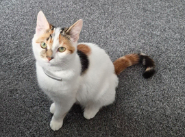 Calico kitten