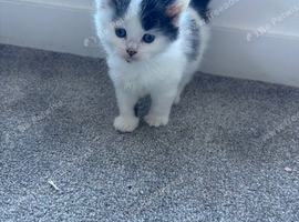 Kittens for sale