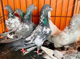 Pakistani pigeons highflyers