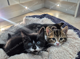 Kittens