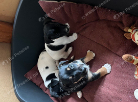 4 beautiful puppies