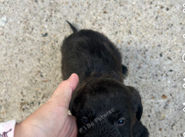 i have 7 beautiful puppies for sale