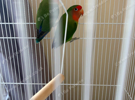 Pair of love birds