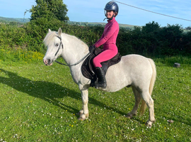 Quality show pony