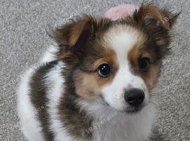 Male pomeranian cross