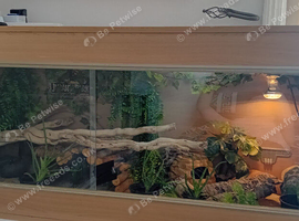 2 leopard geckos & vivarium