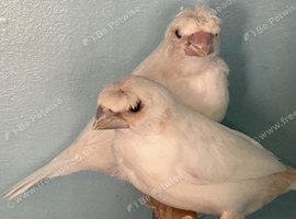 White Crested Bengalese For Sale